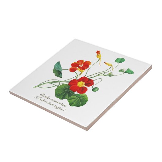 Elegante Vintage botanische Blume Nasturtium Fliese (Seite)