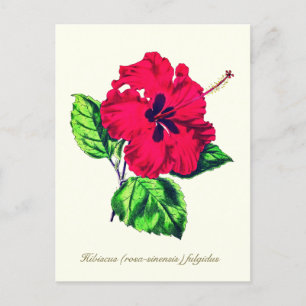 Elegante Vintage botanische Hibiskus-Blume Postkarte