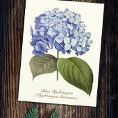 Elegante Vintage botanische Hydrangea-Blume Postkarte