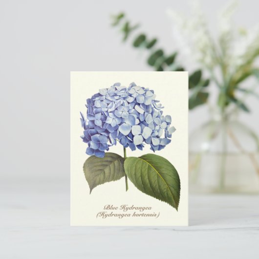 Elegante Vintage botanische Hydrangea-Blume Postkarte (Stehend Vorderseite)