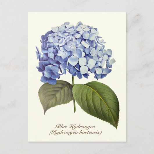 Elegante Vintage botanische Hydrangea-Blume Postkarte (Vorderseite)
