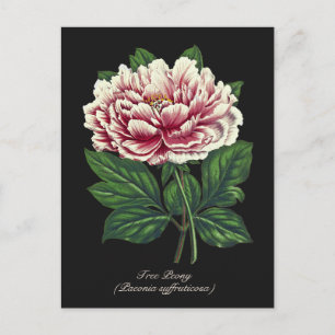 Elegante Vintage botanische Pink Peony Blume Postkarte