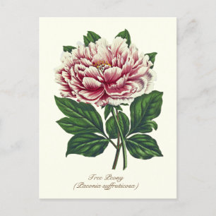 Elegante Vintage botanische Pink Peony Blume Postkarte