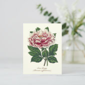 Elegante Vintage botanische Pink Peony Blume Postkarte (Stehend Vorderseite)
