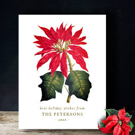 Elegante Vintage Botanische Poinsettia Blume Postkarte