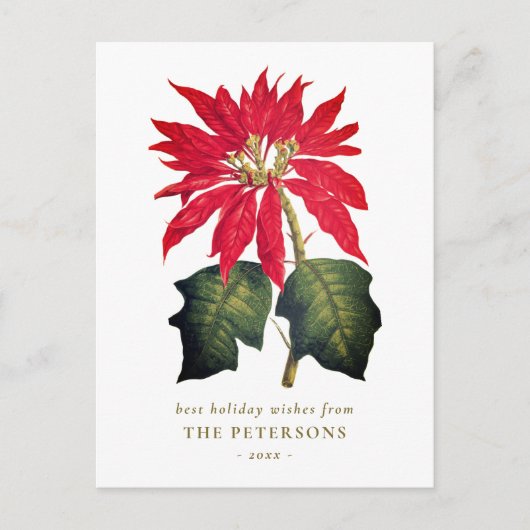 Elegante Vintage Botanische Poinsettia Blume Postkarte (Vorderseite)