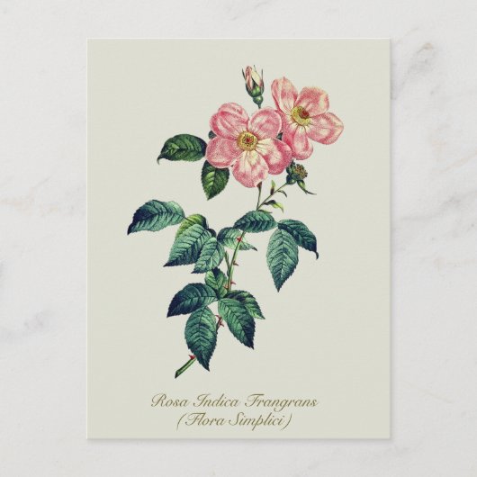 Elegante Vintage botanische Rosa Feiertagspostkarte (Vorderseite)
