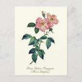 Elegante Vintage botanische Rosa Weiße einfache Ro Postkarte (Vorderseite)