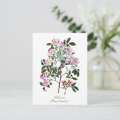 Elegante Vintage botanische Rosa Wilde Rose Postkarte (Stehend Vorderseite)