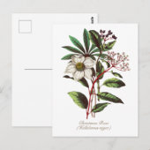 Elegante Vintage botanische Rose Blume Postkarte (Vorne/Hinten)