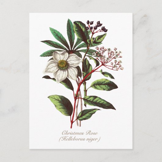 Elegante Vintage botanische Rose Blume Postkarte (Vorderseite)