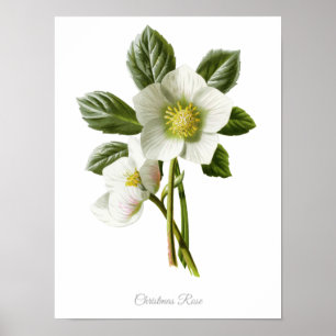 Elegante Vintage botanische Rose Weihnachten Poster