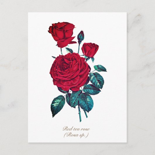 Elegante Vintage botanische Rote Rose Postkarte (Vorderseite)