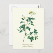 Elegante Vintage botanische weiße Rose Postkarte (Vorne/Hinten)