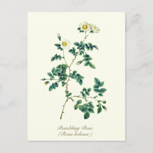 Elegante Vintage botanische weiße Rose Postkarte (Vorderseite)