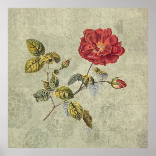 Elegante Vintage französische Rose Poster (Vorne)