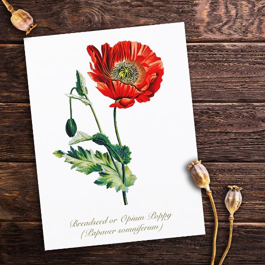 Elegante Vintage Opiummohn-Blume Postkarte