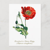 Elegante Vintage Opiummohn-Blume Postkarte (Vorderseite)