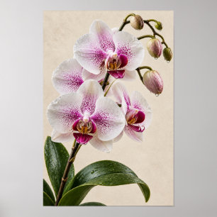 Elegante Vintage-Rosa-Orchideen-Blumen-Wandkunst – Poster