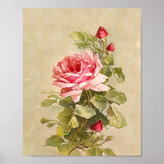 Elegante, Vintage Rosa Rosen Poster (Vorne)