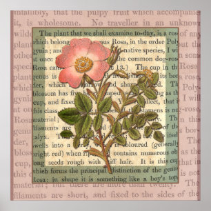 Elegante Vintage-Rosa-Rosige Antik-Collage Poster
