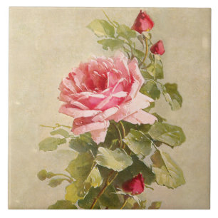 Elegante Vintage-Rosen in Rosa Fliese