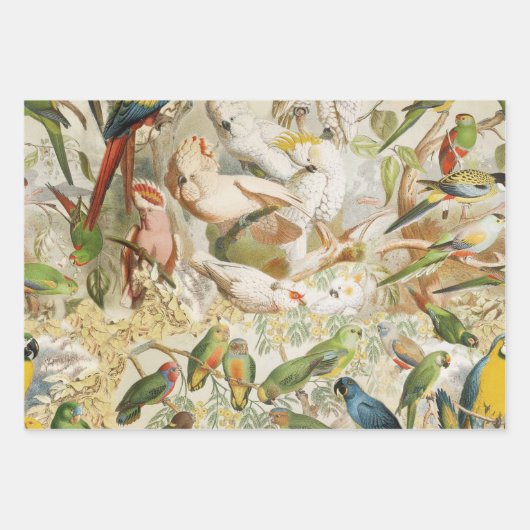 Elegante Vintage tropische Vogelwelten Geschenkpapier Set (Vorderseite 3)