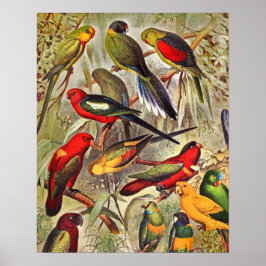 Elegante Vintage tropische Vogelwelten Poster