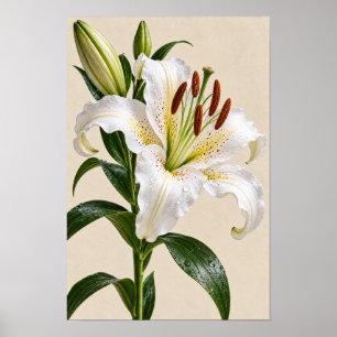 Elegante Vintage Weiße Lilie Florale Wandkunst – B Poster