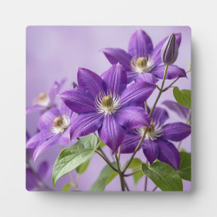 Elegante violette Clematis-Blütenpracht Fotoplatte