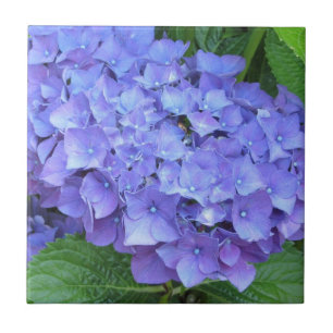 Elegante violette Hortensien Fliese