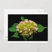 Elegante weiche, grüne, rosafarbene, blühende Hydr Postkarte (Vorne/Hinten)