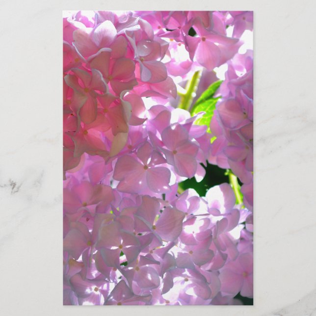 Elegante weiche rosa Blumen rosa Hydrangeas-Rose (Vorderseite)