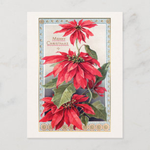 Elegante Weihnachtssterne in dekorativem Goldrahme Postkarte