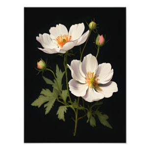 Elegante weiße Blume Fotodruck