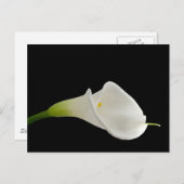 Elegante weiße Calla-Lilie Postkarte (Vorne/Hinten)