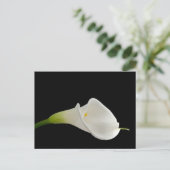 Elegante weiße Calla-Lilie Postkarte (Stehend Vorderseite)