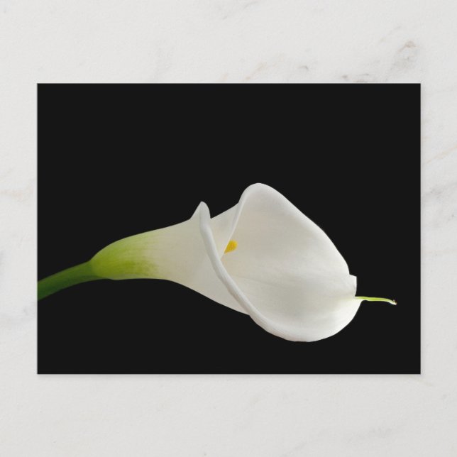 Elegante weiße Calla-Lilie Postkarte (Vorderseite)