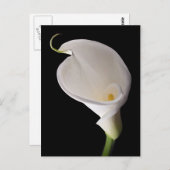 Elegante weiße Calla lily Postkarte (Vorne/Hinten)