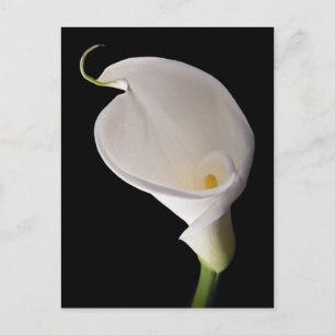 Elegante weiße Calla lily Postkarte