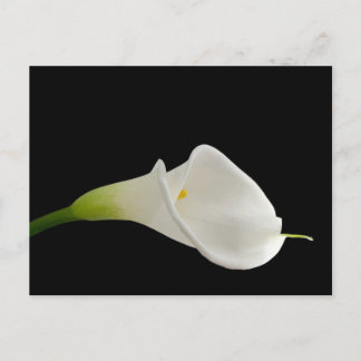Elegante weiße Calla lily Postkarte