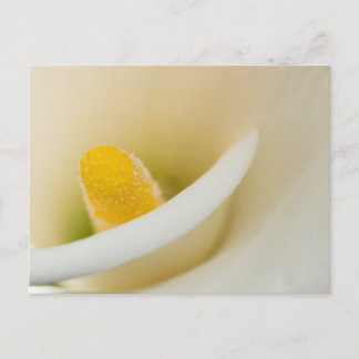 Elegante weiße Calla lily Postkarte