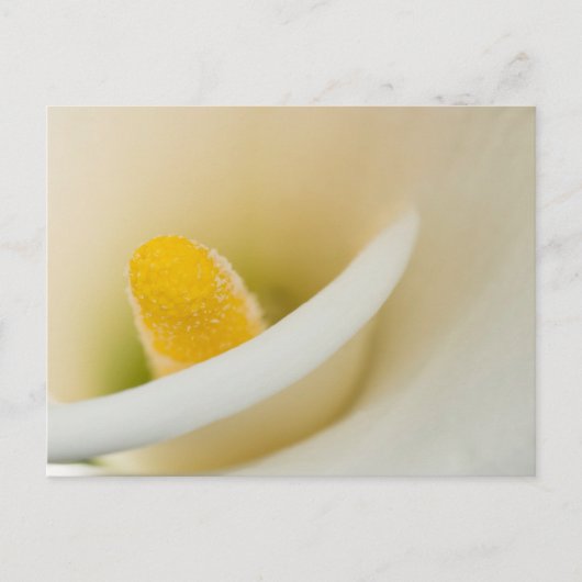 Elegante weiße Calla lily Postkarte (Vorderseite)