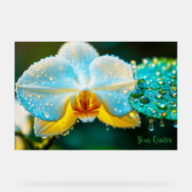 Elegante weiße Orchidee mit Wassertropfen Botanik