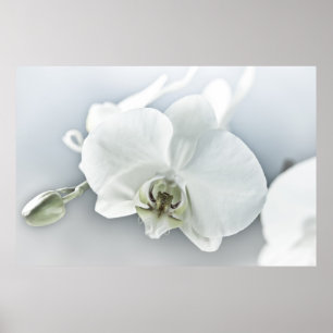 Elegante weiße Orchideen-Botanik-Kunst Poster