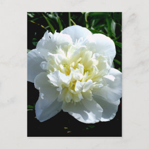 Elegante weiße Pfingstrose Blumen weiße Blume Foto Postkarte