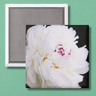Elegante weiße Pfingstrose mit Lila Magnet