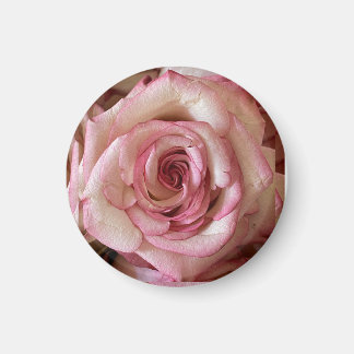 Elegante weiße Rose mit rosa Spitzen rundes Magnet