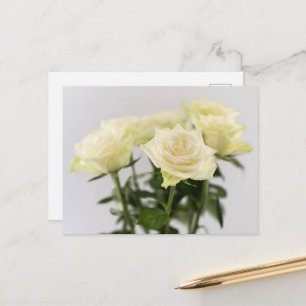 Elegante weiße Rosenblumen Fotografie auf Grau Postkarte
