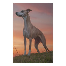 Elegante Whippet Leinwand Locarno